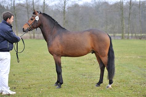 nachkommen von sulaatiks versace|Sulaatiks Valdez New Forest Pony .